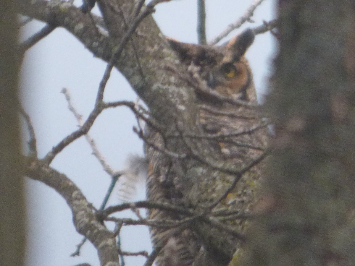 Great Horned Owl - ML617247922