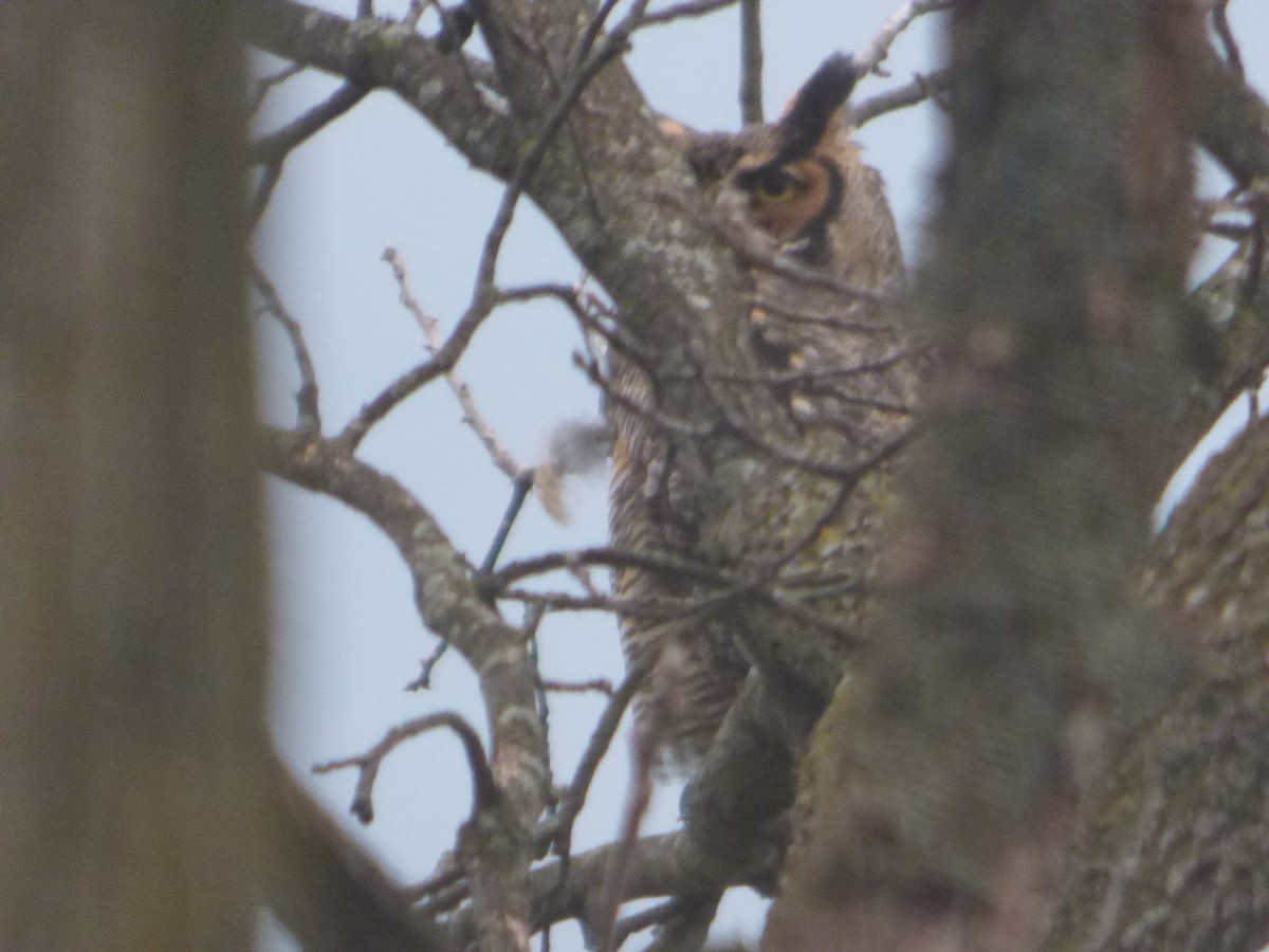 Great Horned Owl - ML617247924