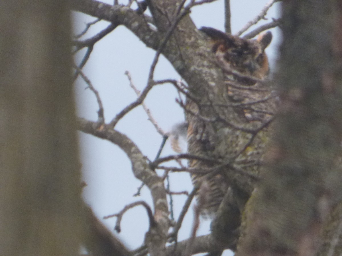 Great Horned Owl - ML617247934