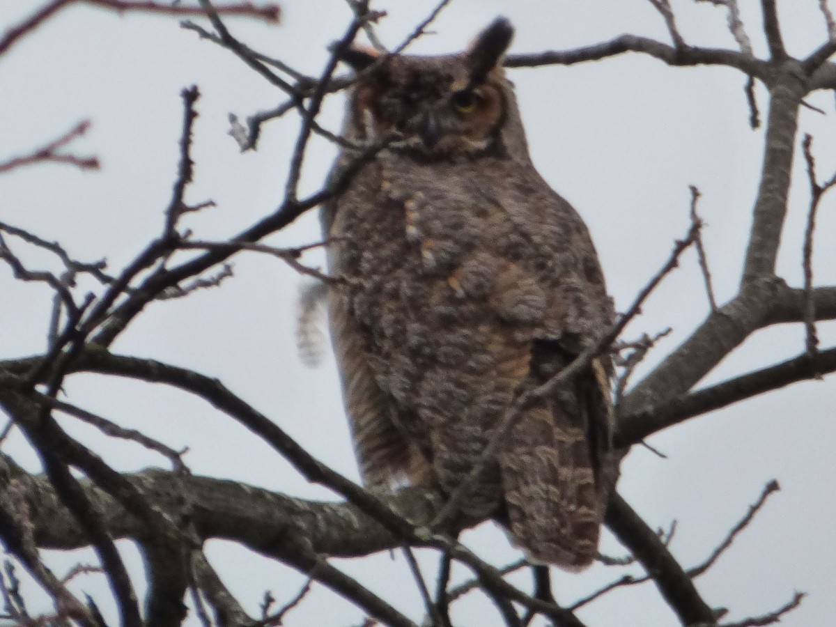 Great Horned Owl - ML617247945