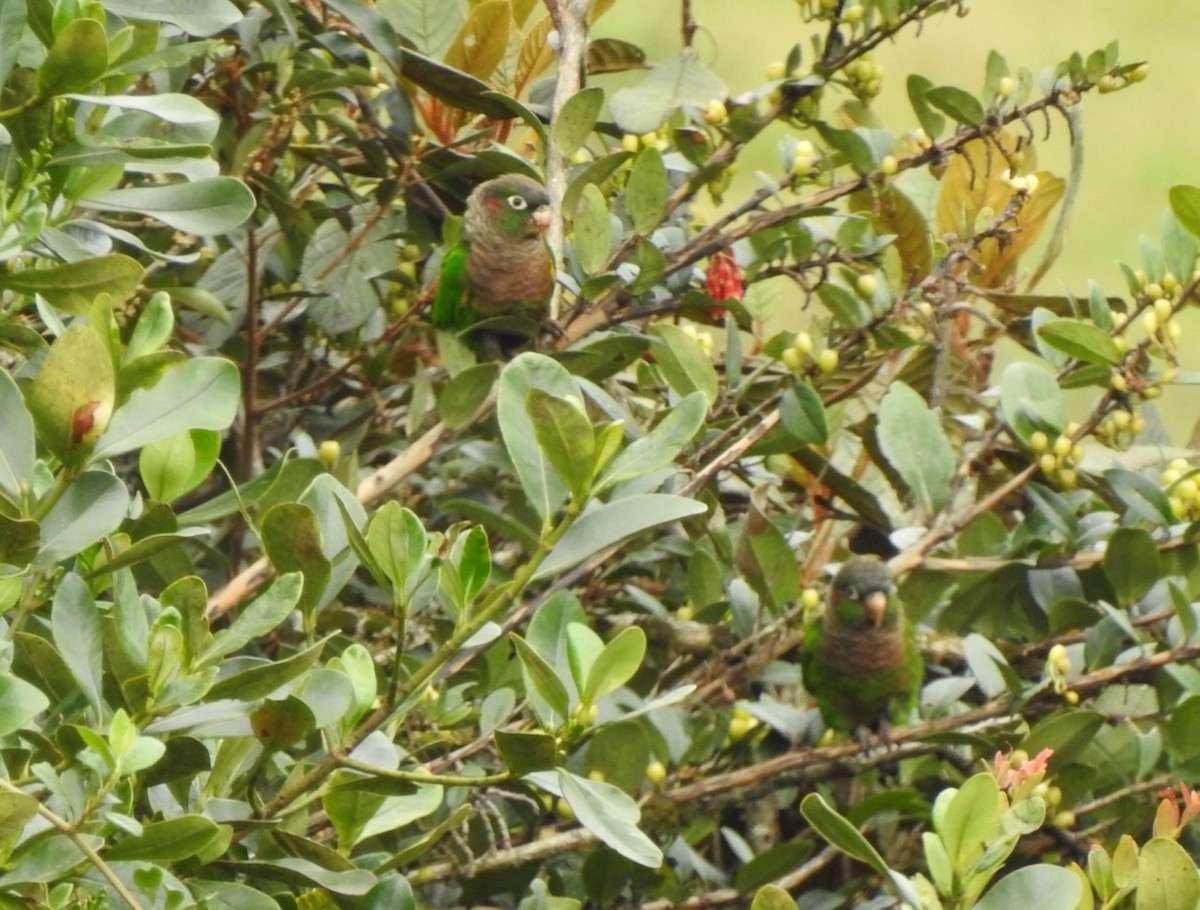 Brown-breasted Parakeet - ML617247949