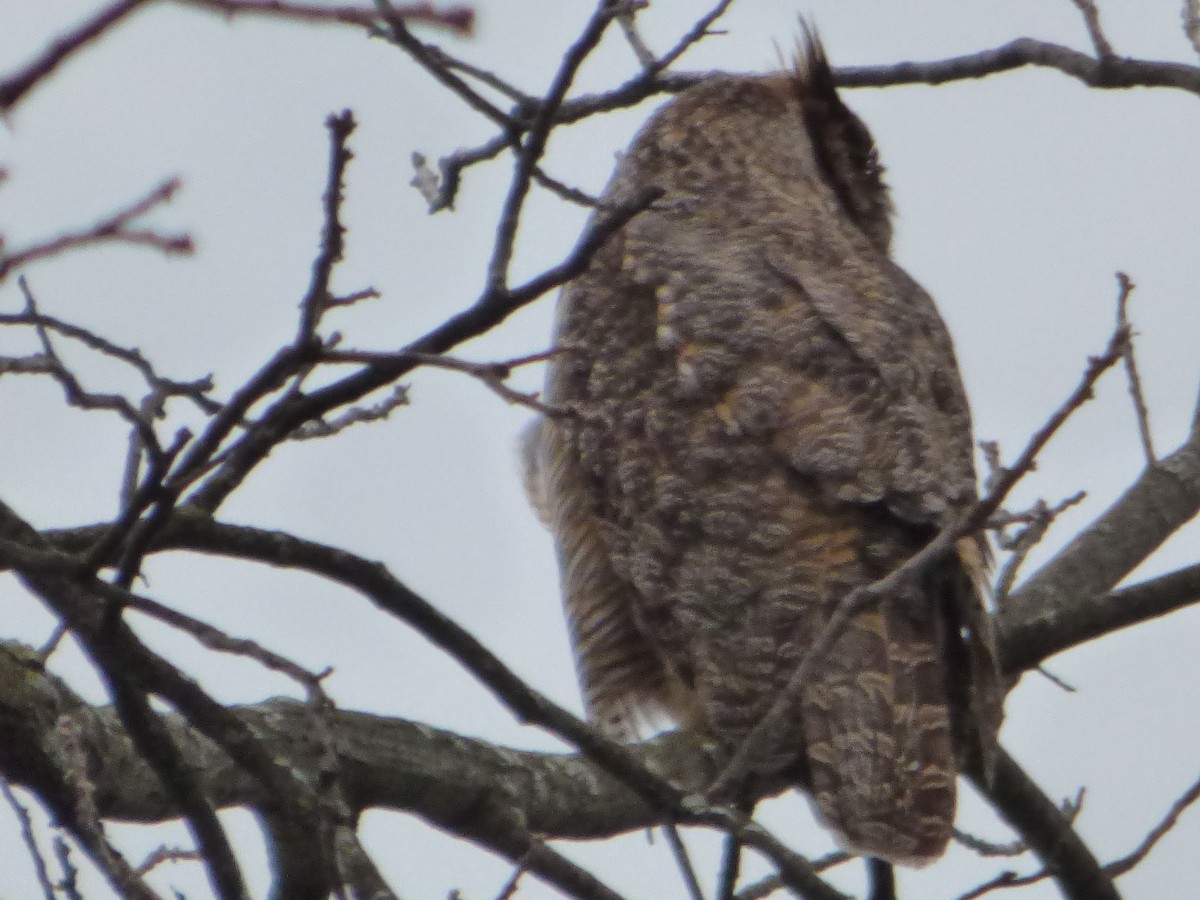 Great Horned Owl - ML617247961
