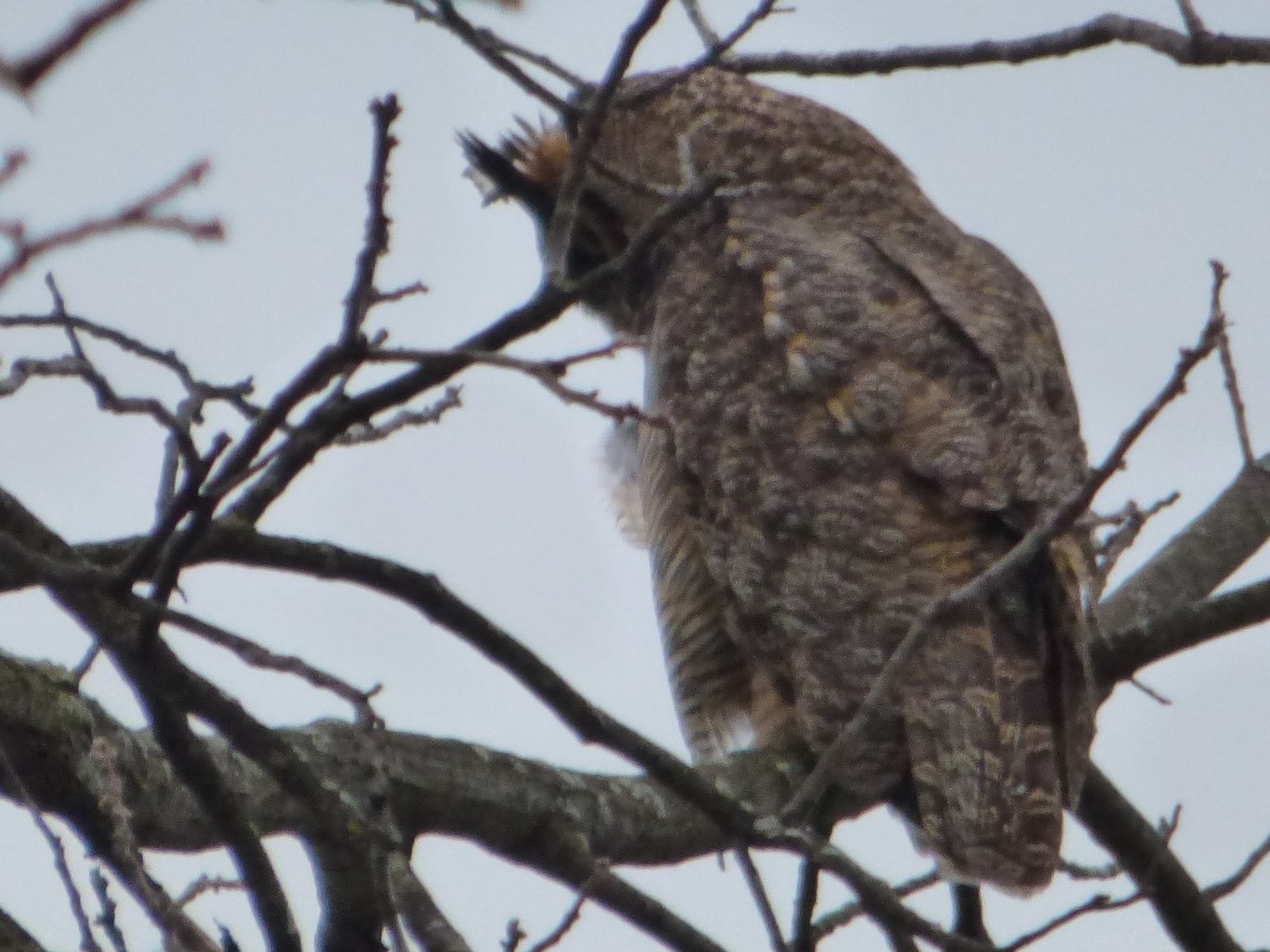 Great Horned Owl - ML617247962