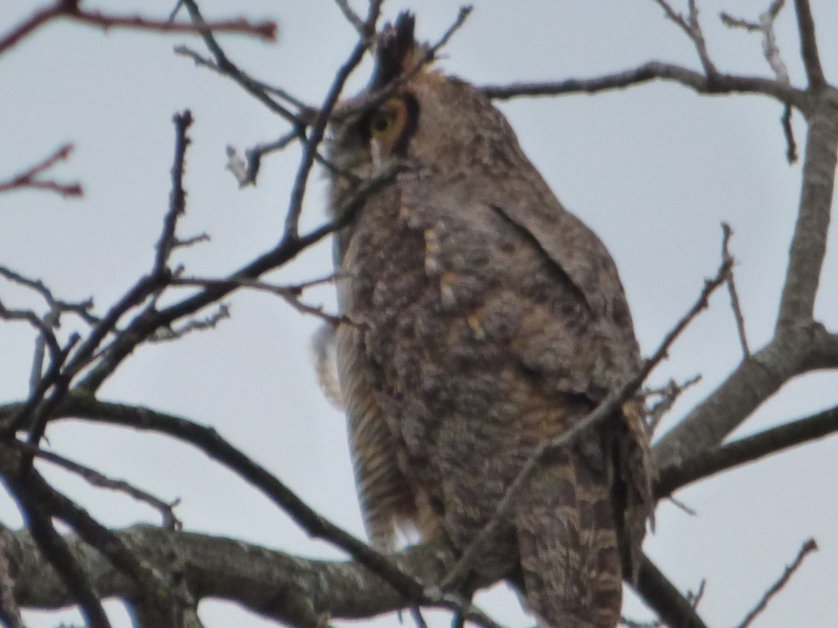 Great Horned Owl - ML617247963