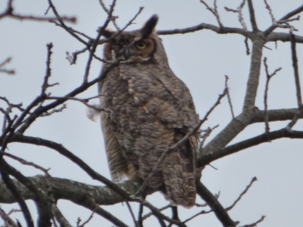 Great Horned Owl - ML617247976