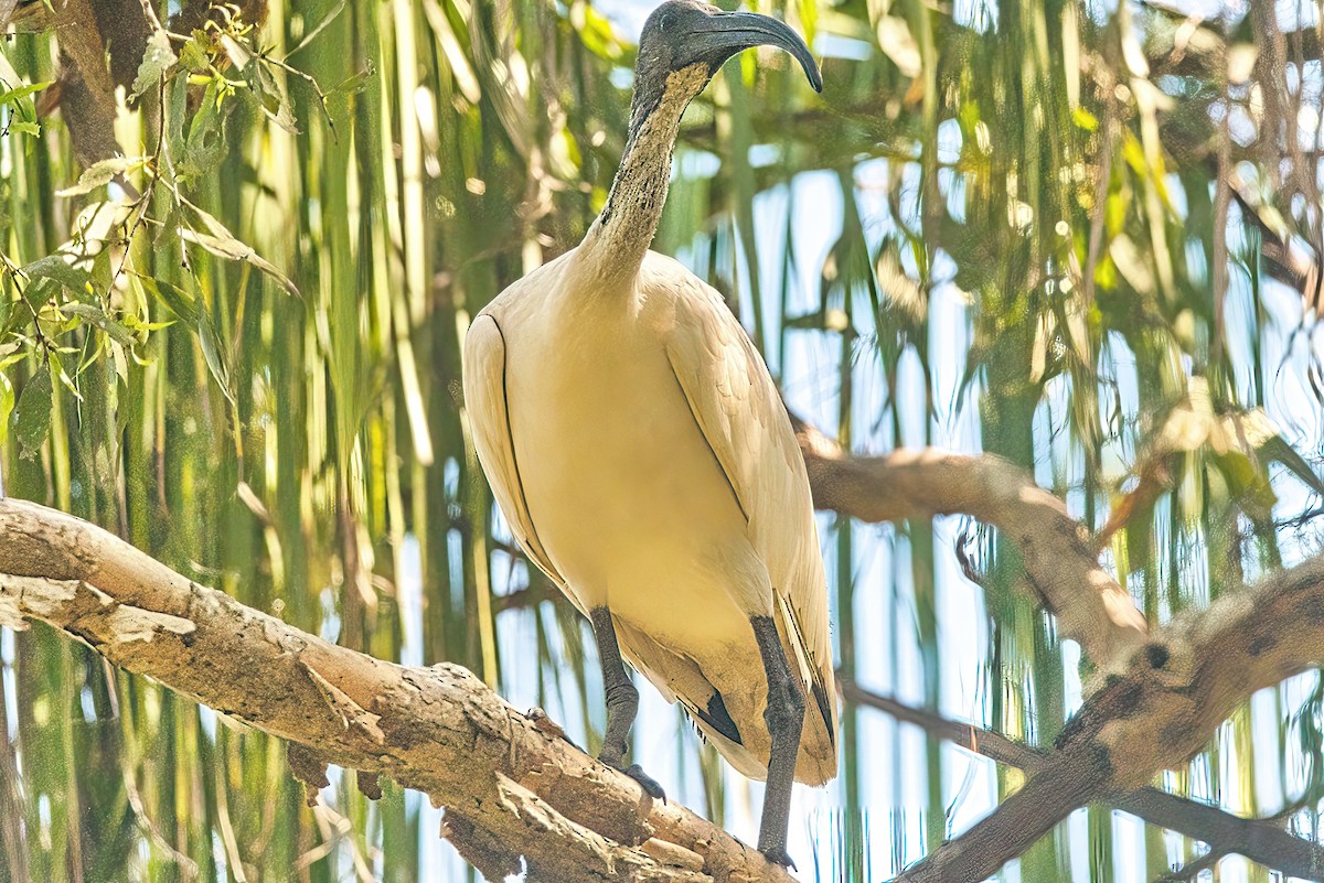 ibis australský - ML617248001