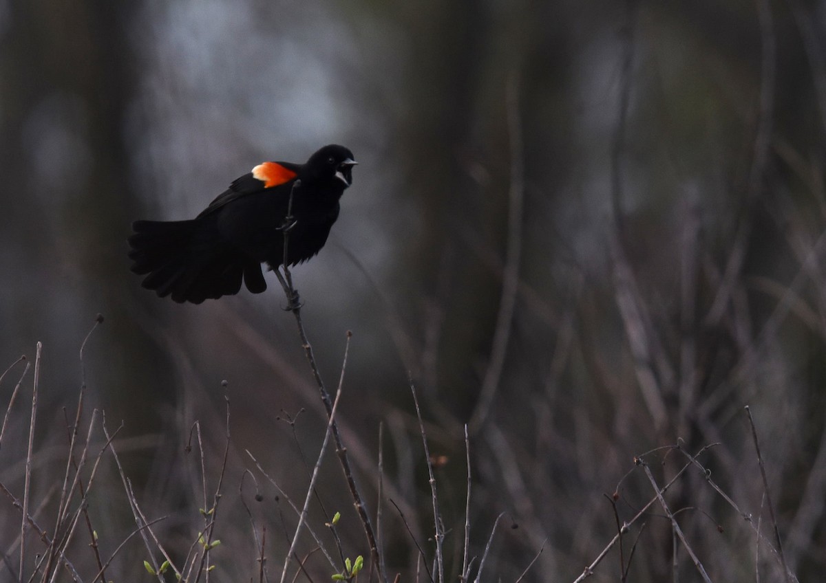 Red-winged Blackbird - ML617248011