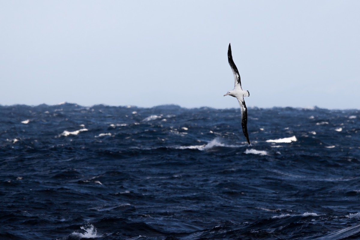 albatros stěhovavý - ML617248033