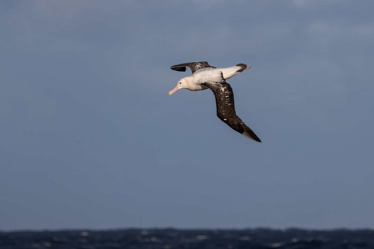 albatros stěhovavý - ML617248034