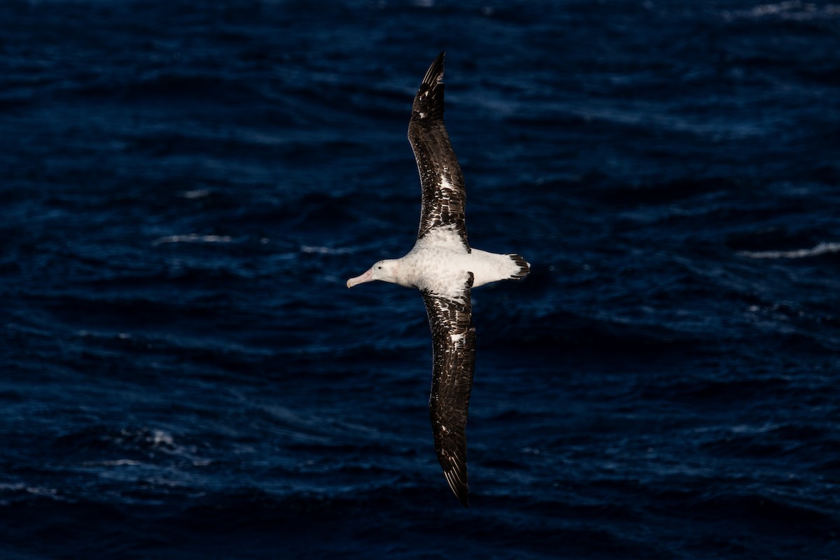 albatros stěhovavý - ML617248035
