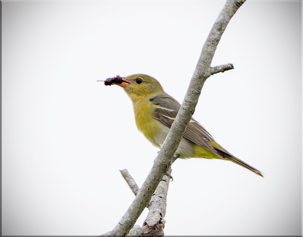 Western Tanager - ML617248048
