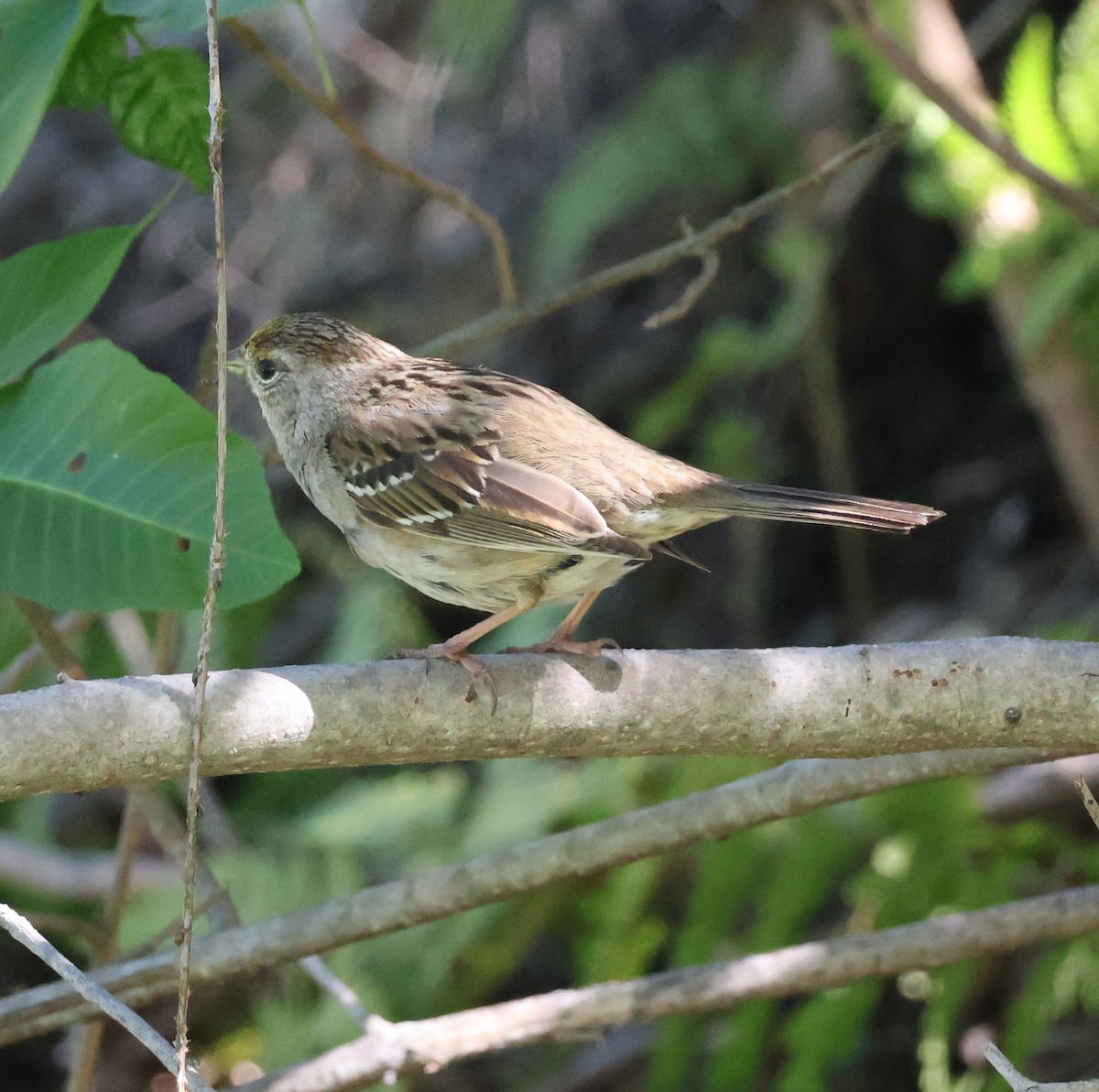 Golden-crowned Sparrow - ML617248076