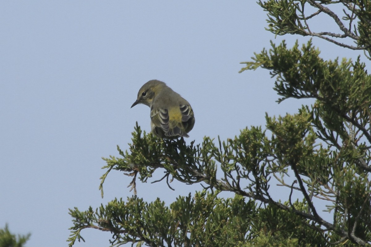 Cape May Warbler - ML617248113