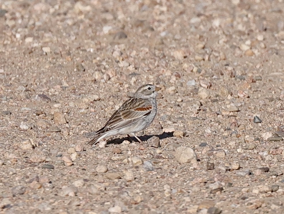 Thick-billed Longspur - ML617248122