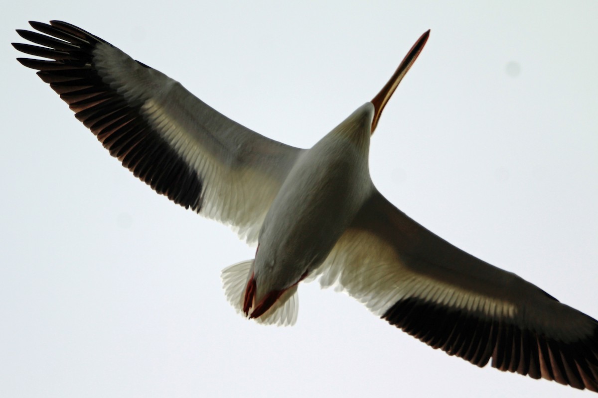 American White Pelican - Jay Rasmussen
