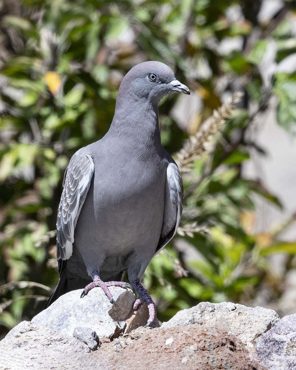 Spot-winged Pigeon (albipennis) - ML617248132