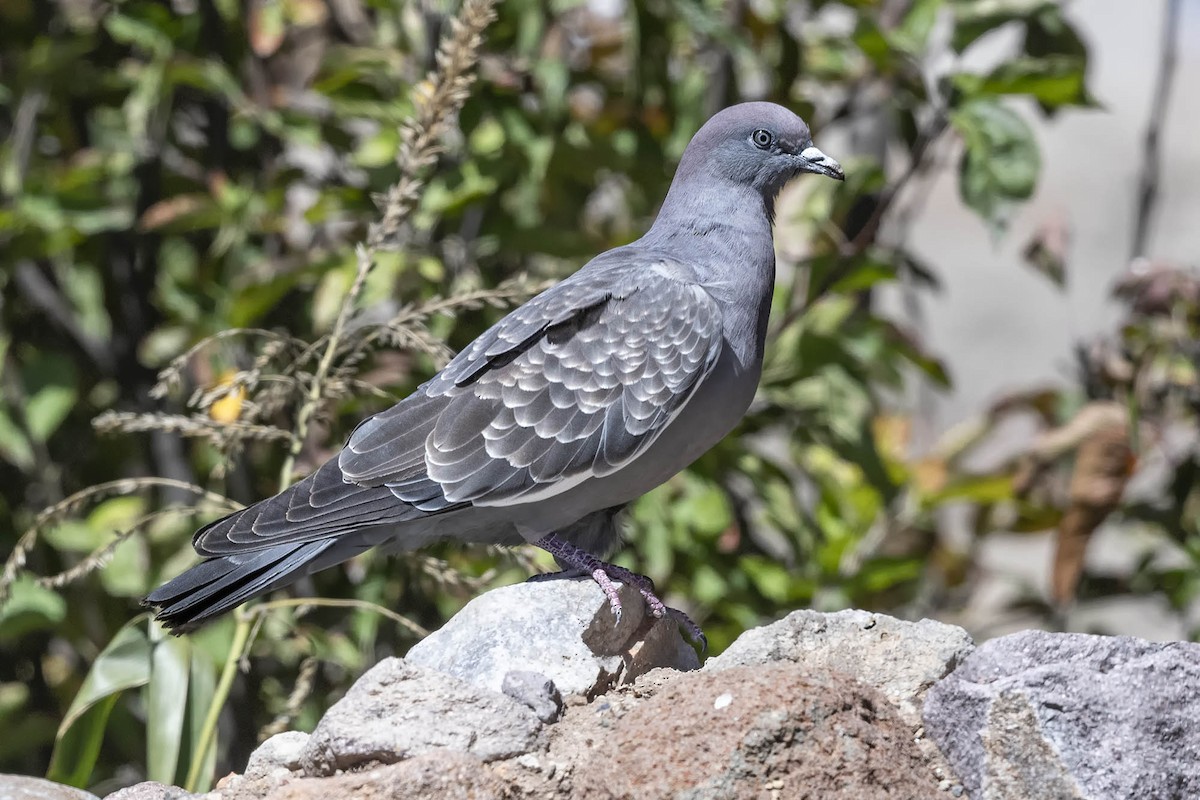 Spot-winged Pigeon (albipennis) - ML617248133