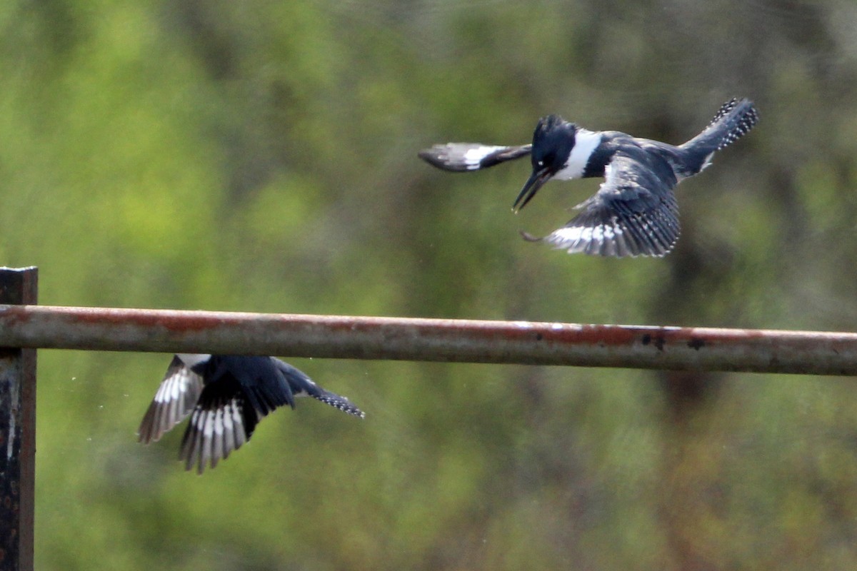 Belted Kingfisher - ML617248153