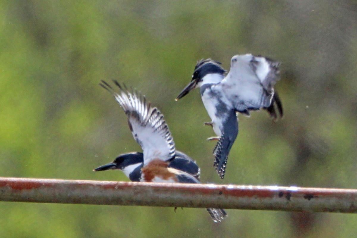 Belted Kingfisher - ML617248154