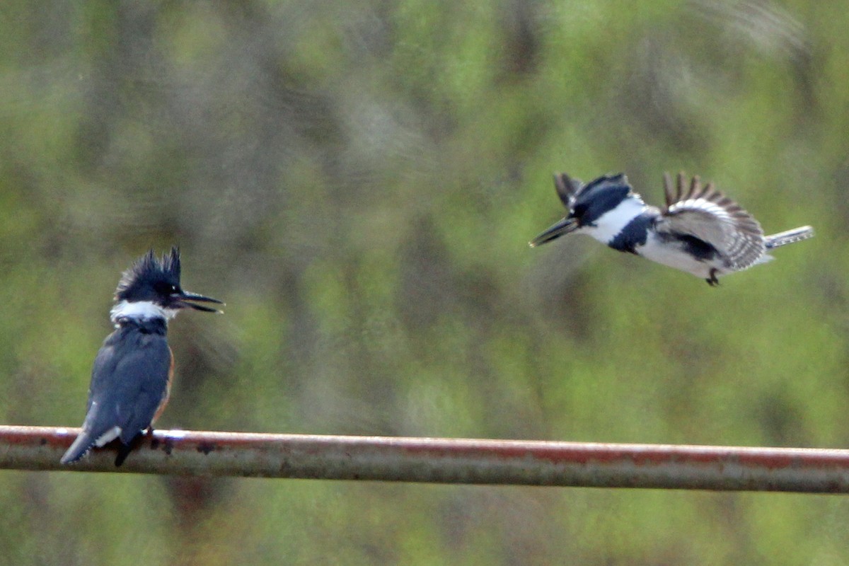 Belted Kingfisher - ML617248155
