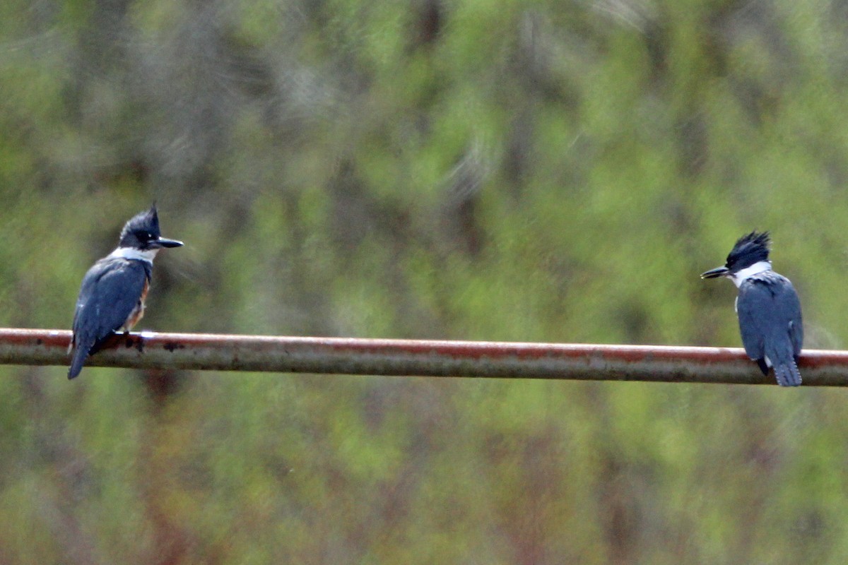 Belted Kingfisher - ML617248157