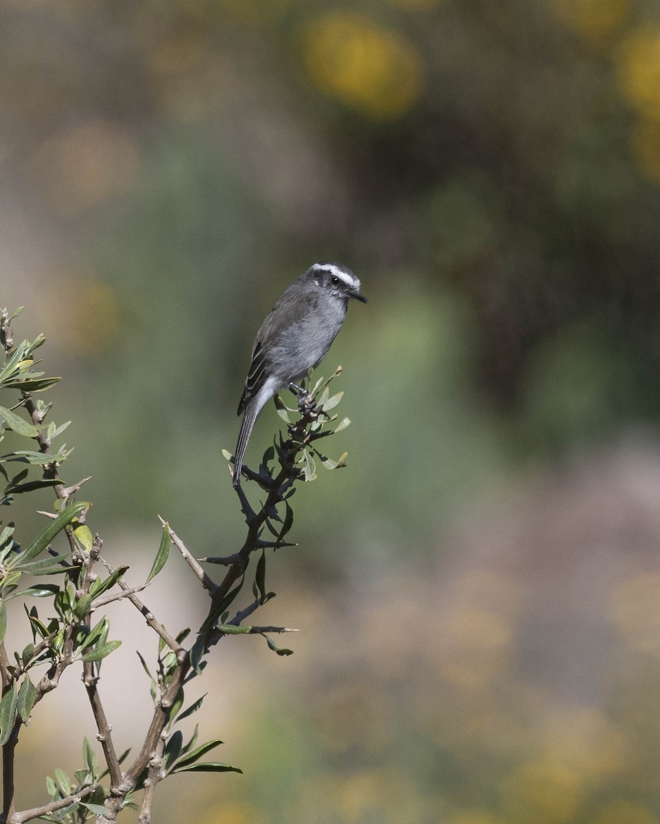 White-browed Chat-Tyrant - ML617248186