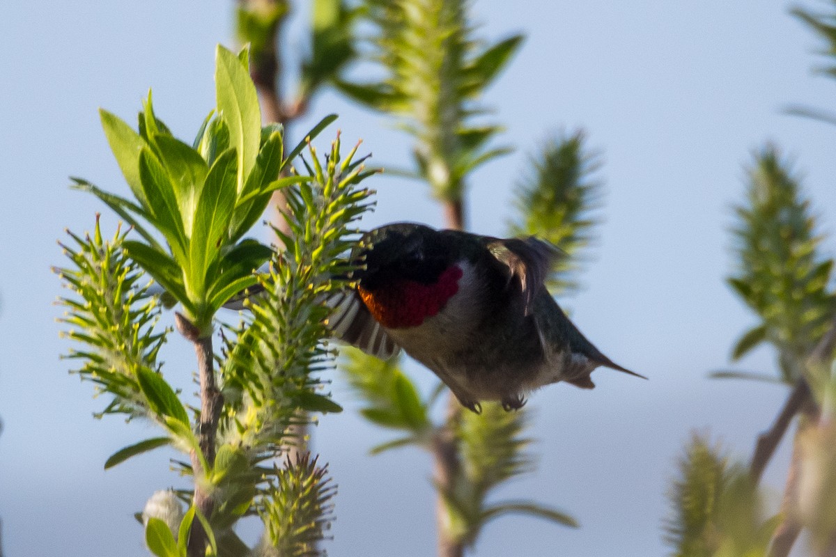 Ruby-throated Hummingbird - Darrell Lawson