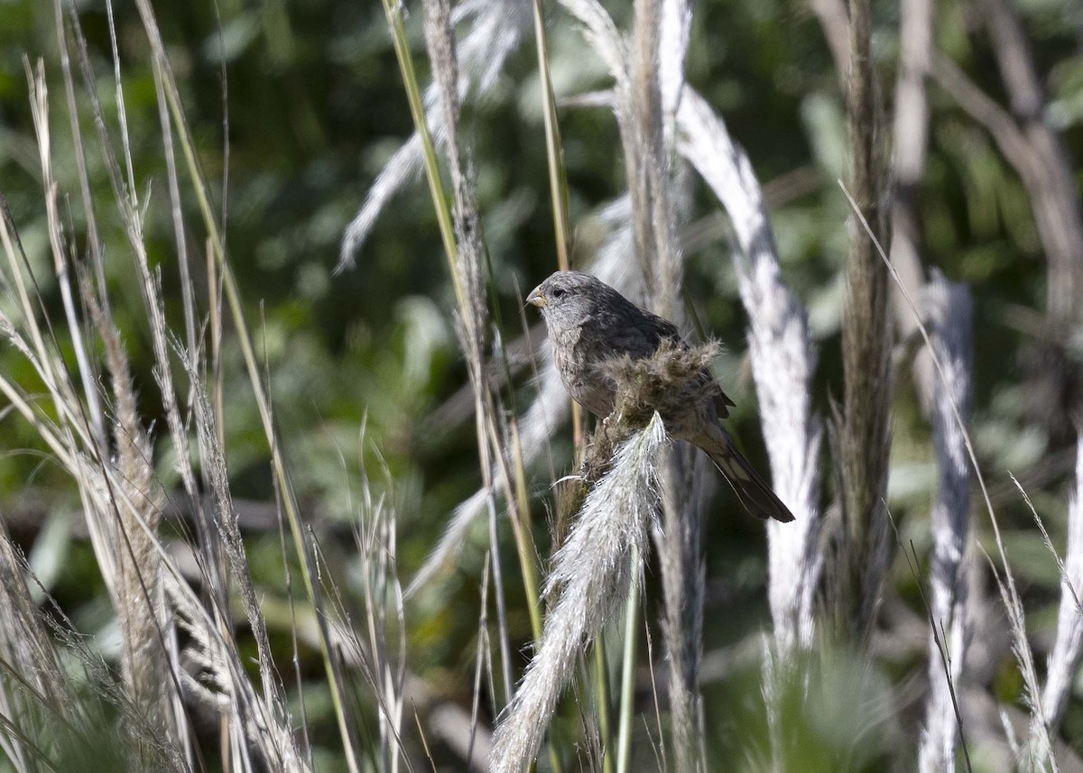 Band-tailed Seedeater - VERONICA ARAYA GARCIA