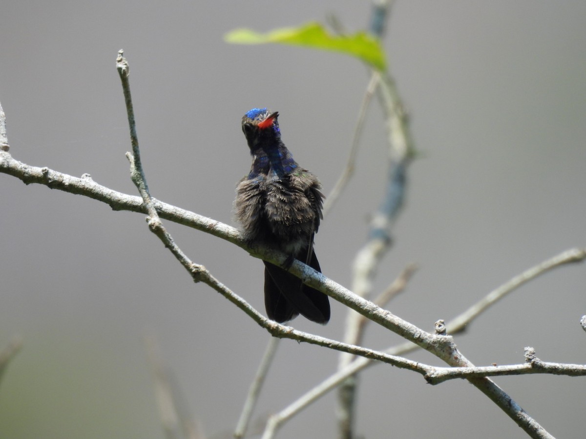 Turquoise-crowned Hummingbird - ML617248429
