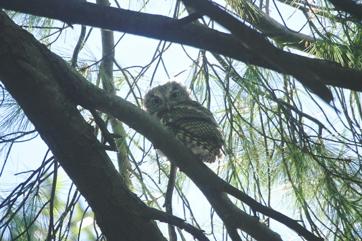 Eastern Screech-Owl (Northern) - ML617248492
