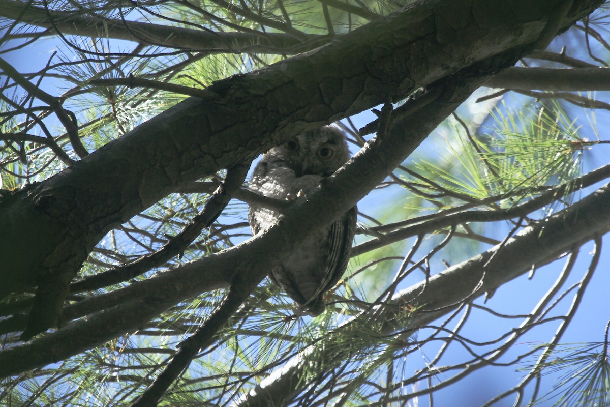 Eastern Screech-Owl (Northern) - ML617248493