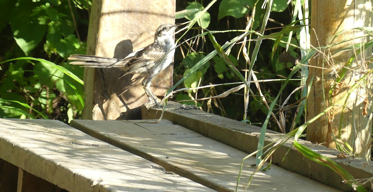 Long-tailed Mockingbird - ML617248614