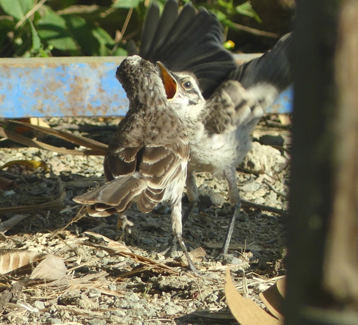 Long-tailed Mockingbird - ML617248615
