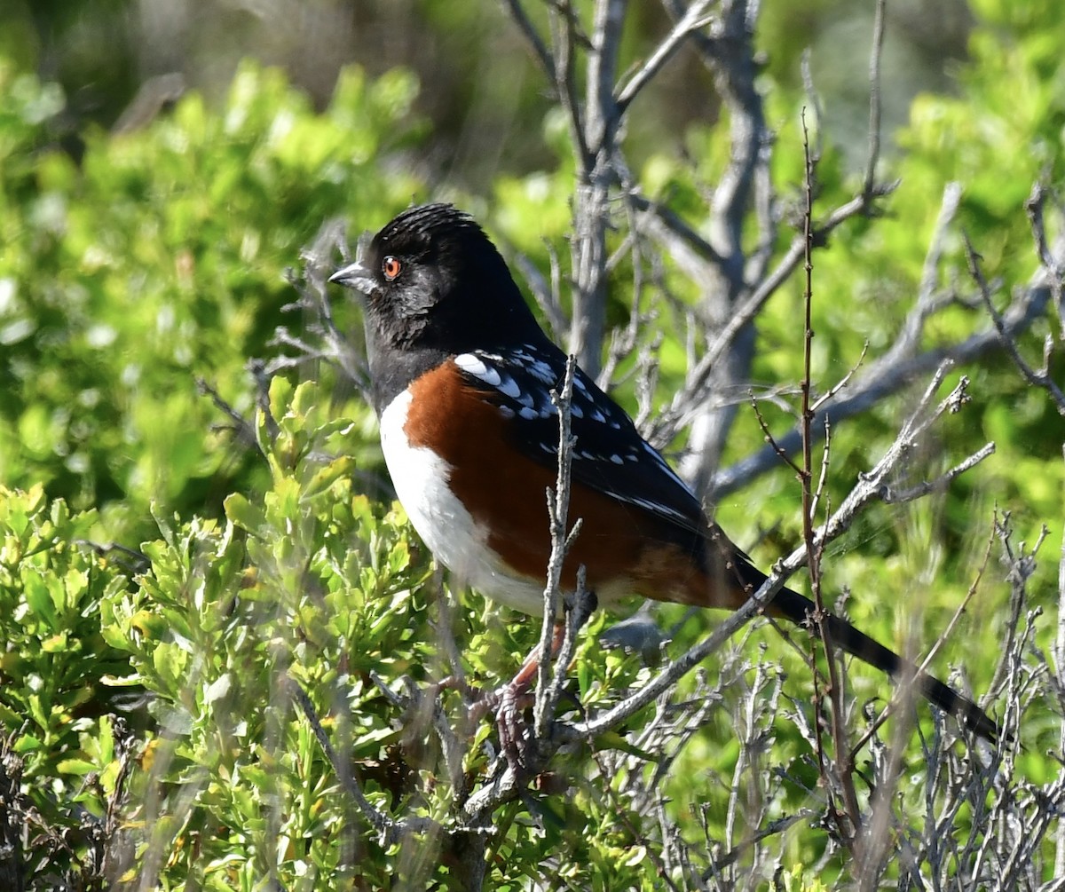 Spotted Towhee - ML617248658