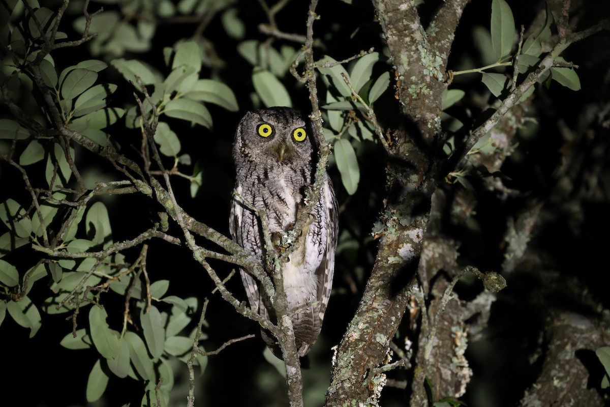 Eastern Screech-Owl (McCall's) - ML617248752