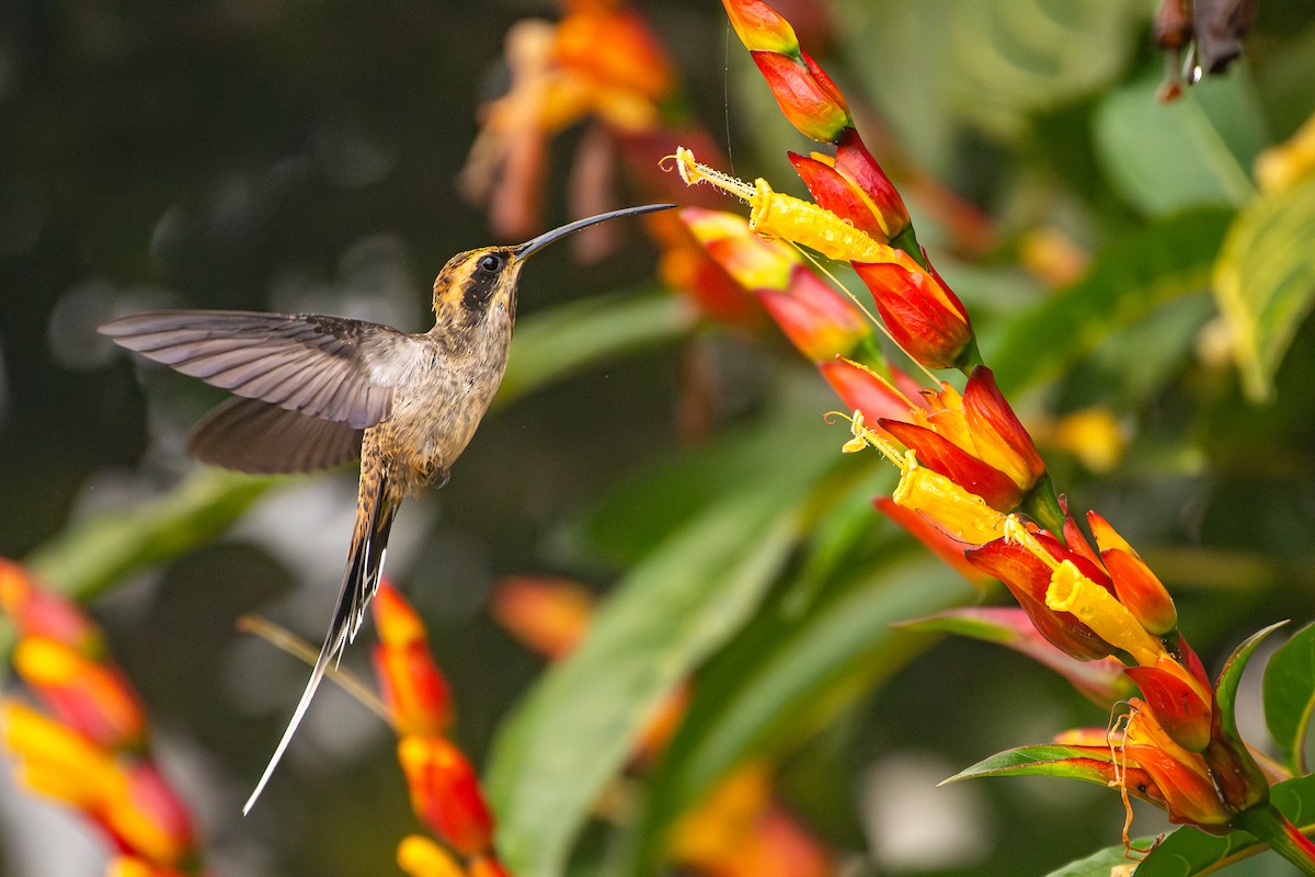 Scale-throated Hermit - ML617248760