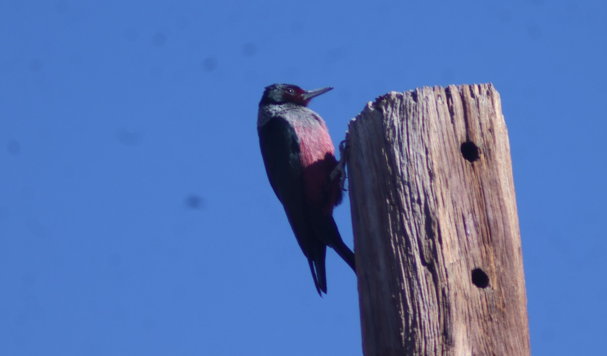 Lewis's Woodpecker - BJ dooley