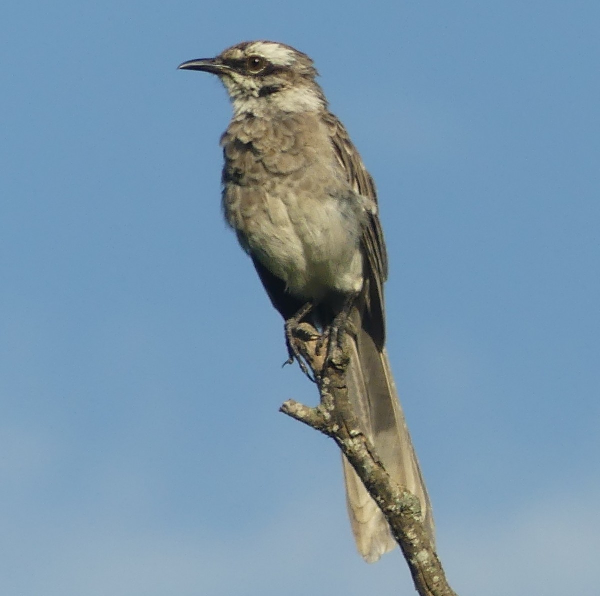 Long-tailed Mockingbird - ML617248875