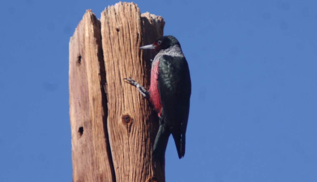 Lewis's Woodpecker - ML617248877