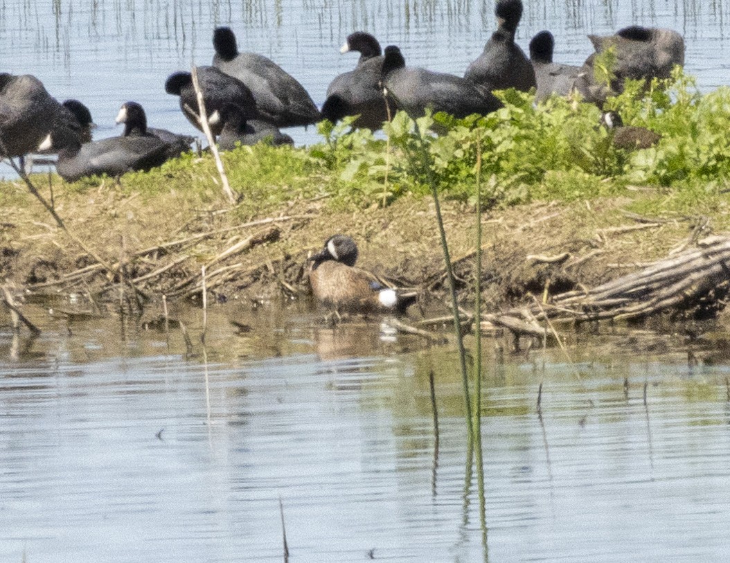 Blue-winged Teal - ML617248881