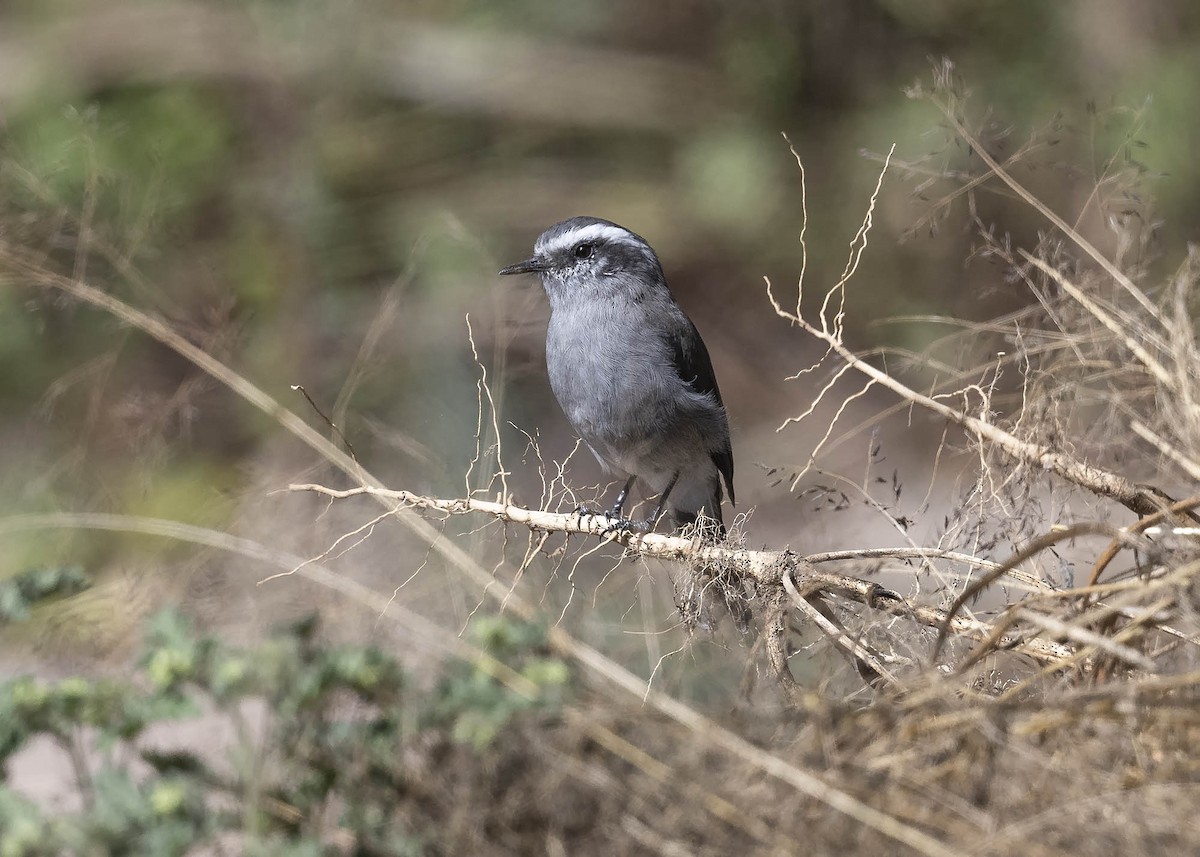 White-browed Chat-Tyrant - ML617249020