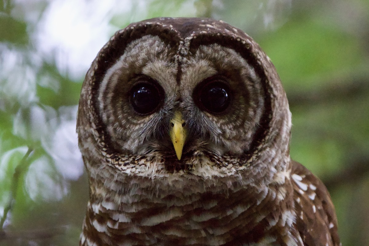 Barred Owl - Jeff Graham