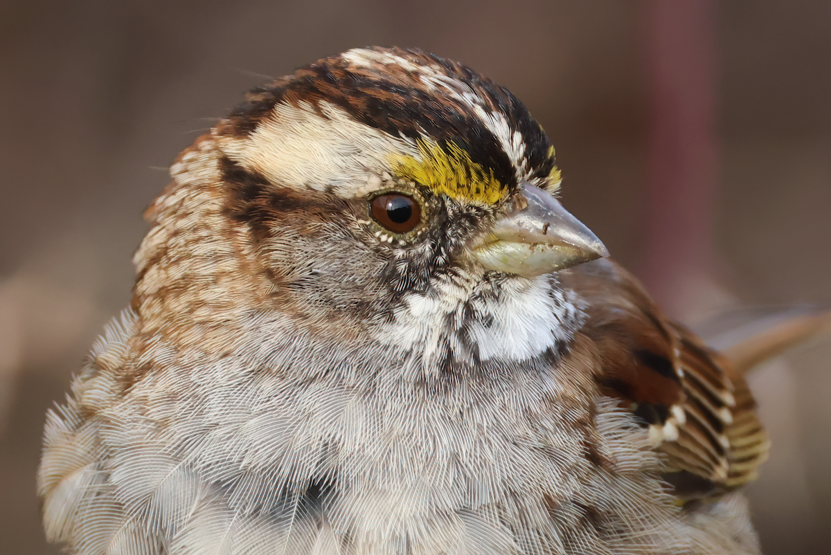 White-throated Sparrow - ML617249143