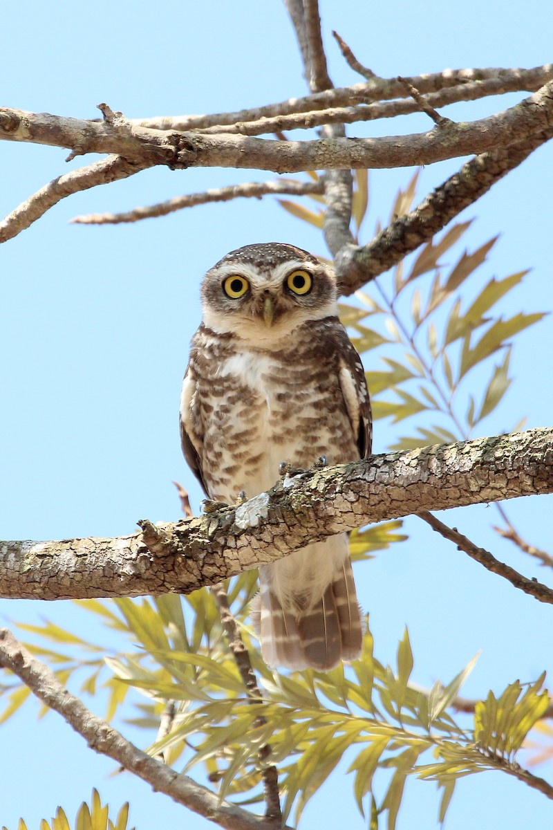 Spotted Owlet - Elias Thomas