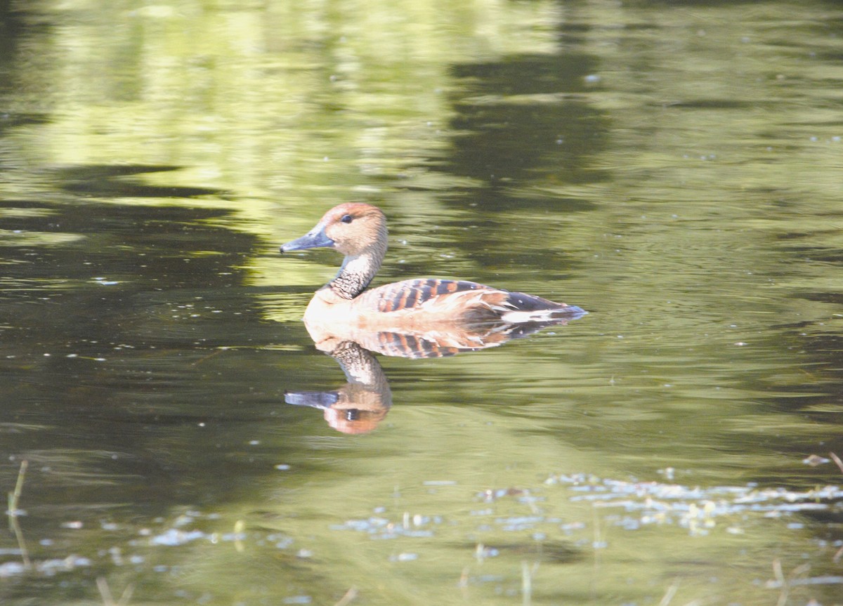 Fulvous Whistling-Duck - ML617249310