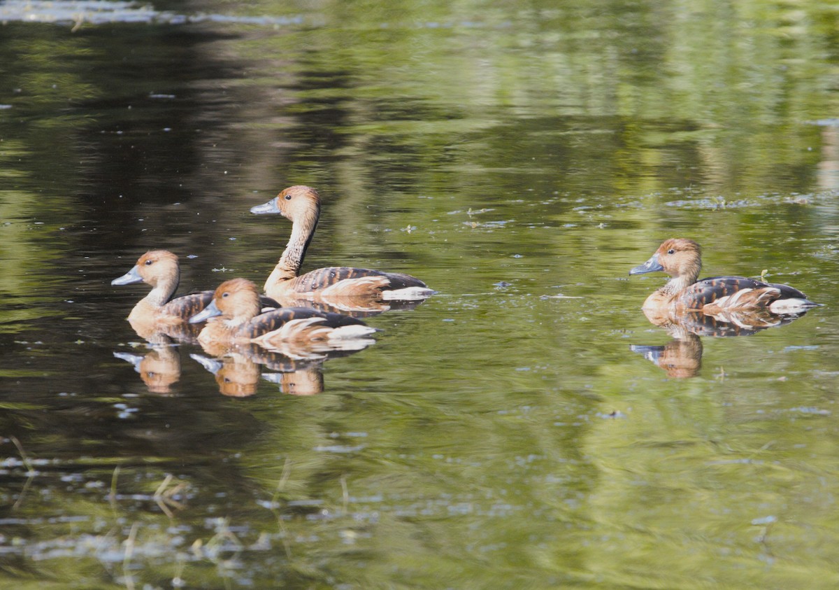 Fulvous Whistling-Duck - ML617249311