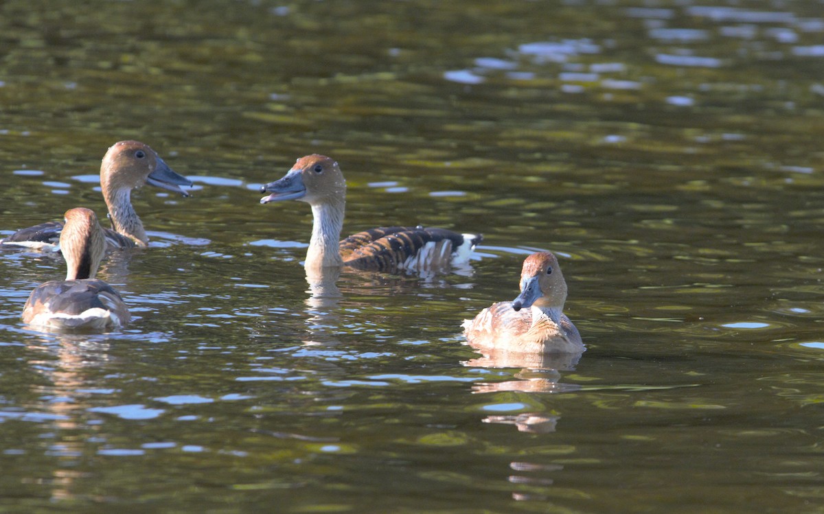 Fulvous Whistling-Duck - ML617249312
