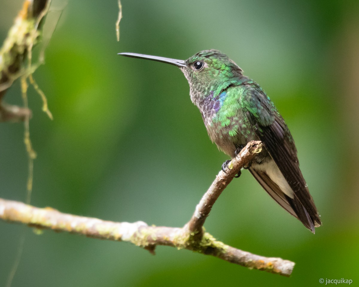 kolibřík západokolumbijský - ML617249317