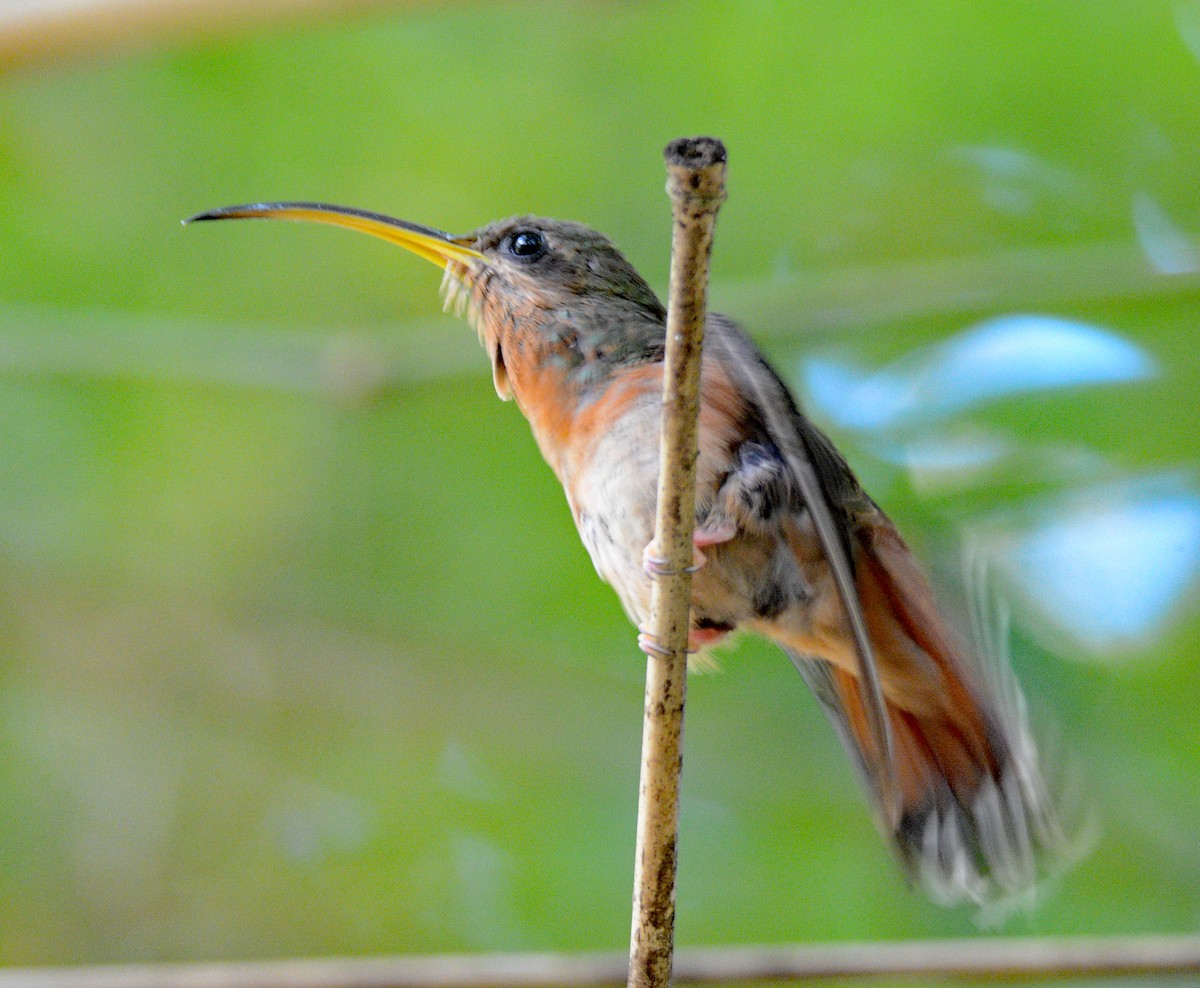 Rufous-breasted Hermit - Michael J Good