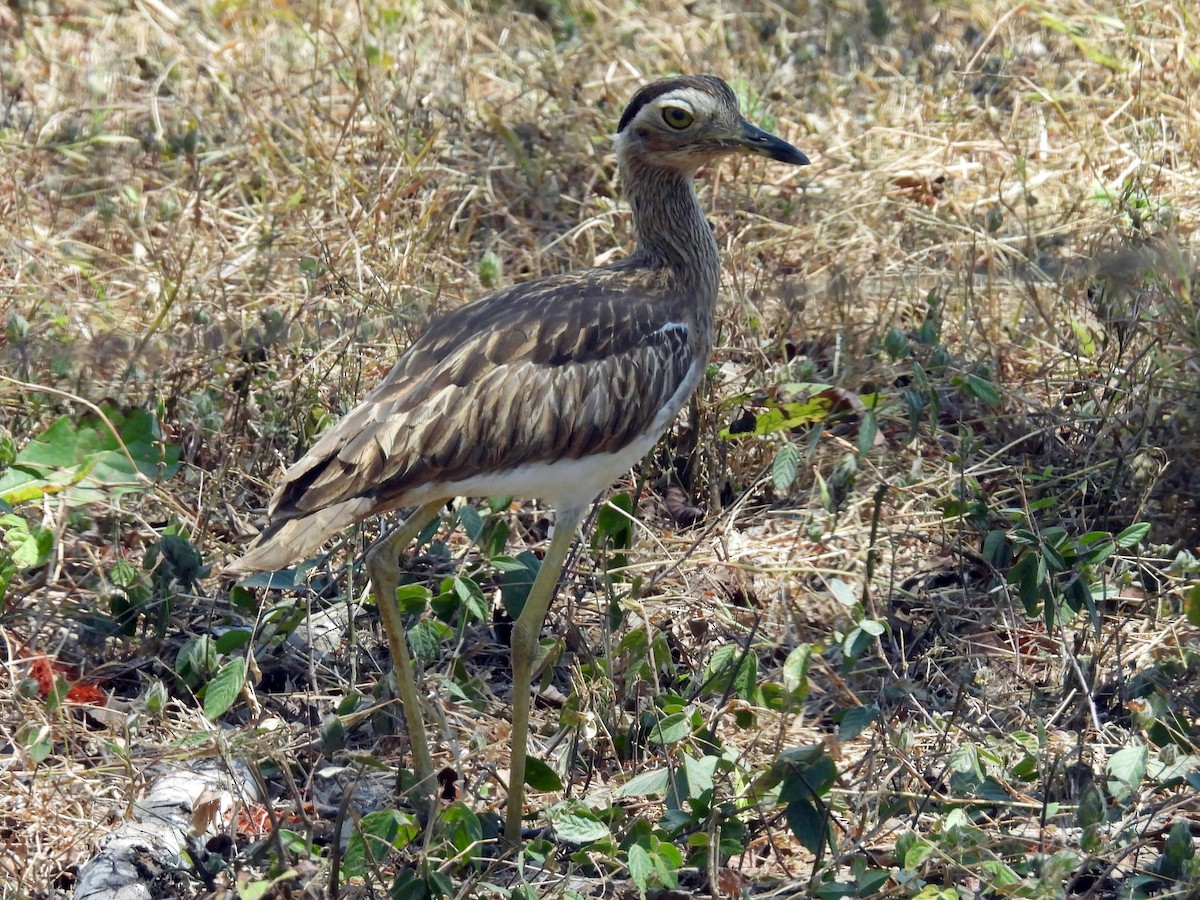 Double-striped Thick-knee - ML617249416